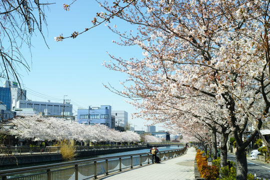 Kyoto e la fioritura dei ciliegi